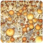 Псилоцибиновые (галлюциногенные)  грибы Psilocybin "Golden Teacher" в Дюртюлях