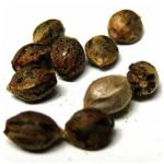 Семена марихуаны АК-47  (Seeds AK-47) в Дюртюлях